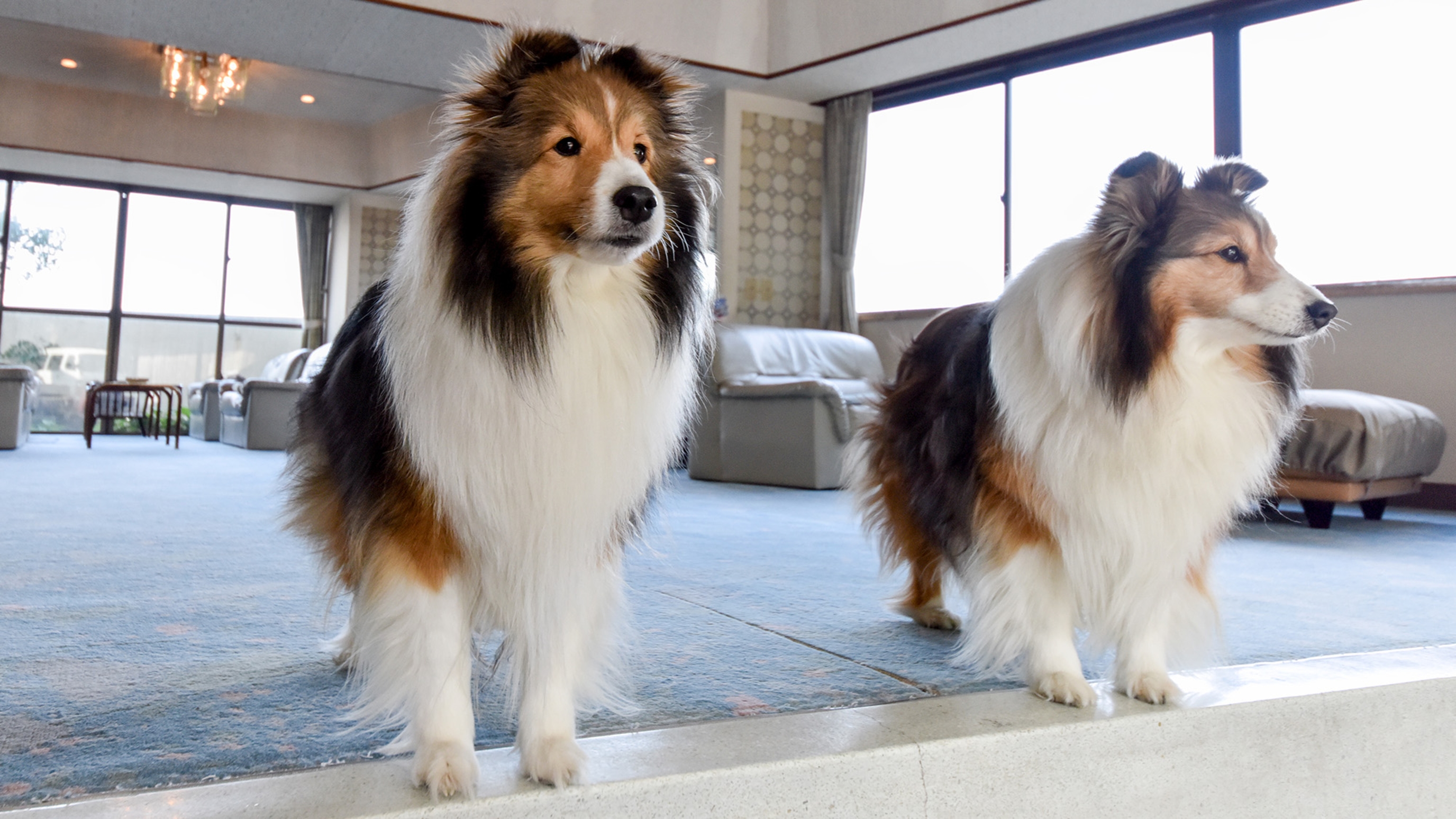 伊勢二見　愛犬と泊まれる旅館　まつしん 5枚目のサムネイル