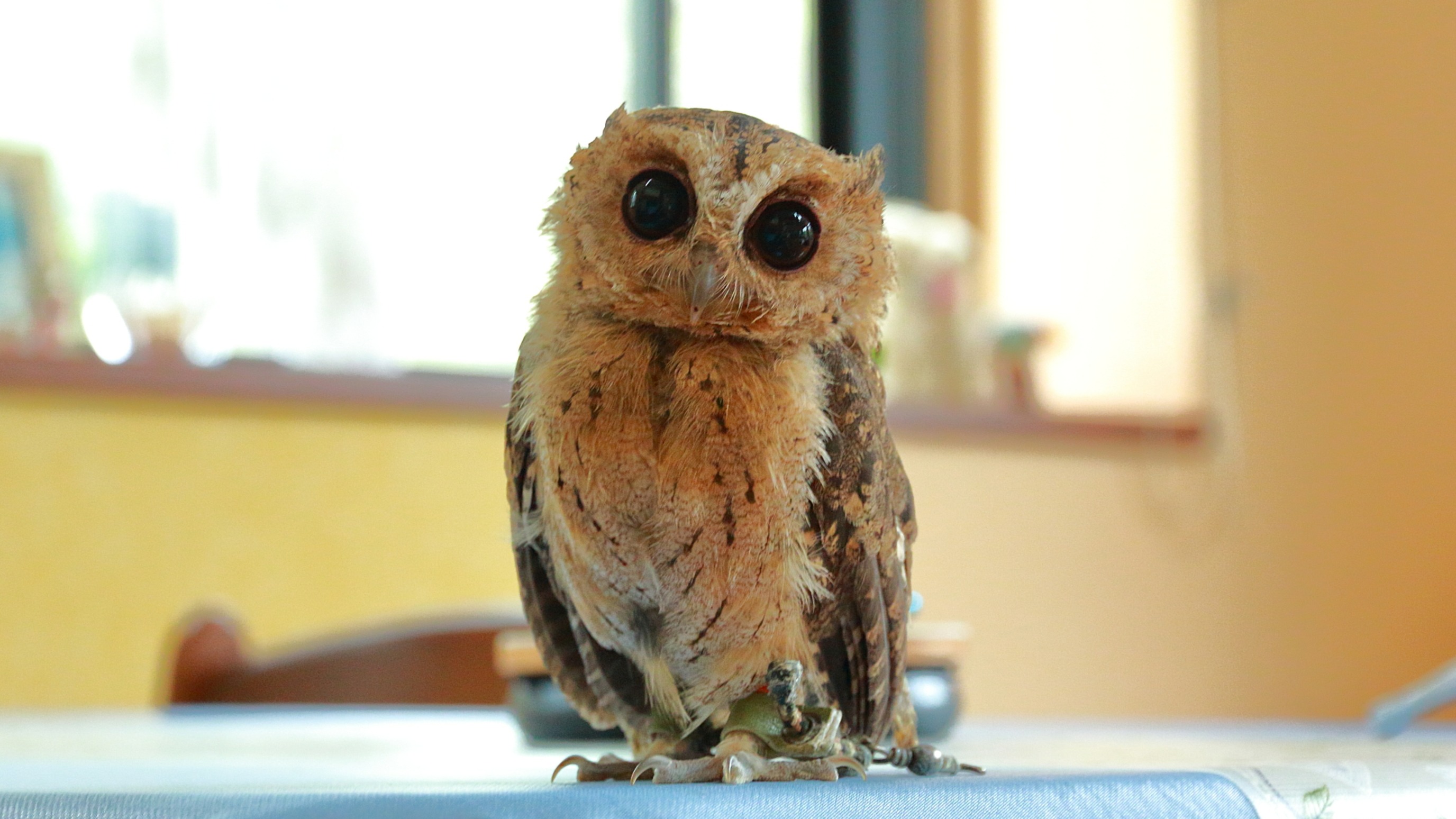 フクロウのいる宿　オーベルジュ渓翠館 10枚目のサムネイル