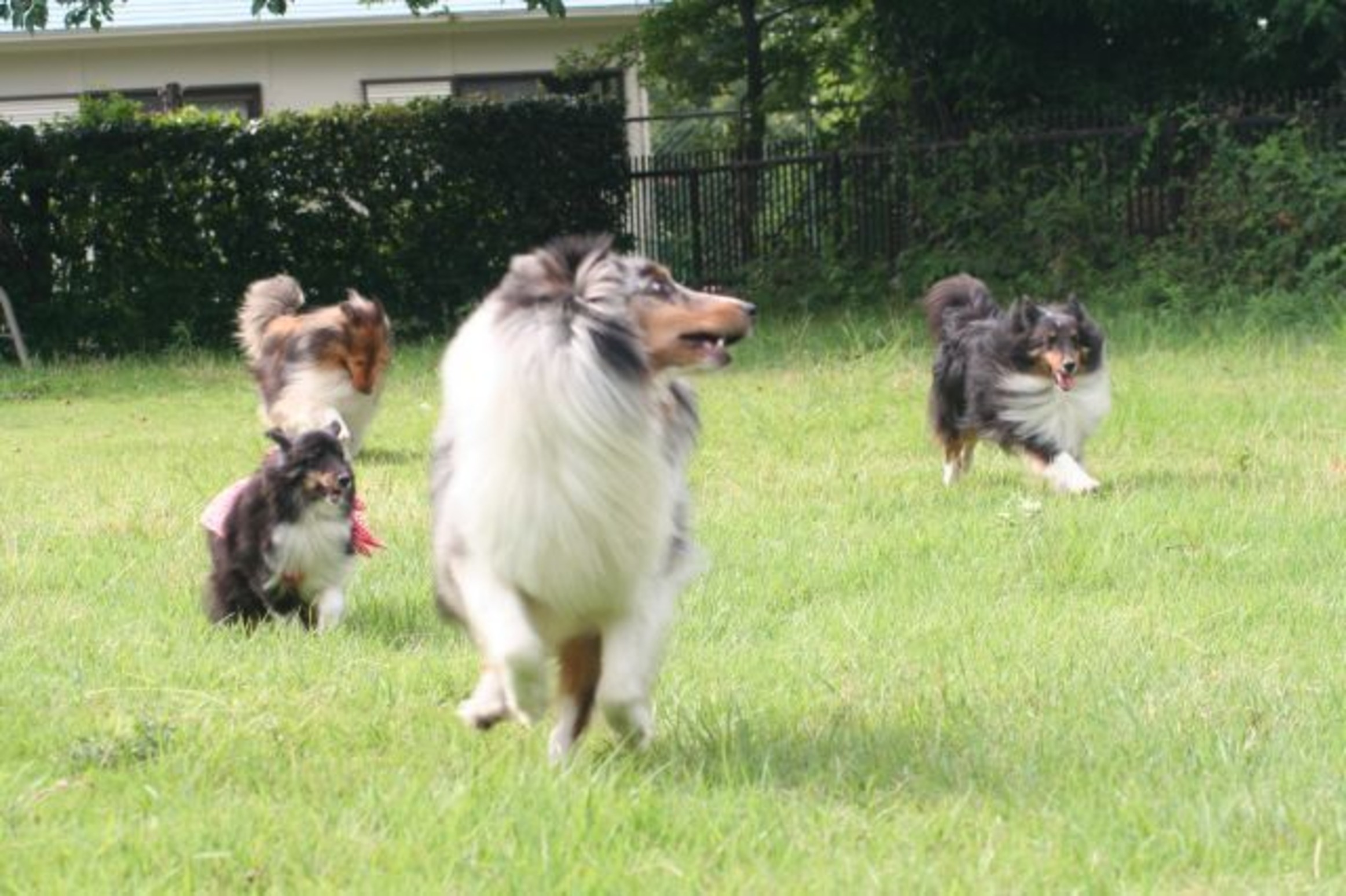 伊東温泉　愛犬と泊まれる宿アップルシード 2枚目のサムネイル