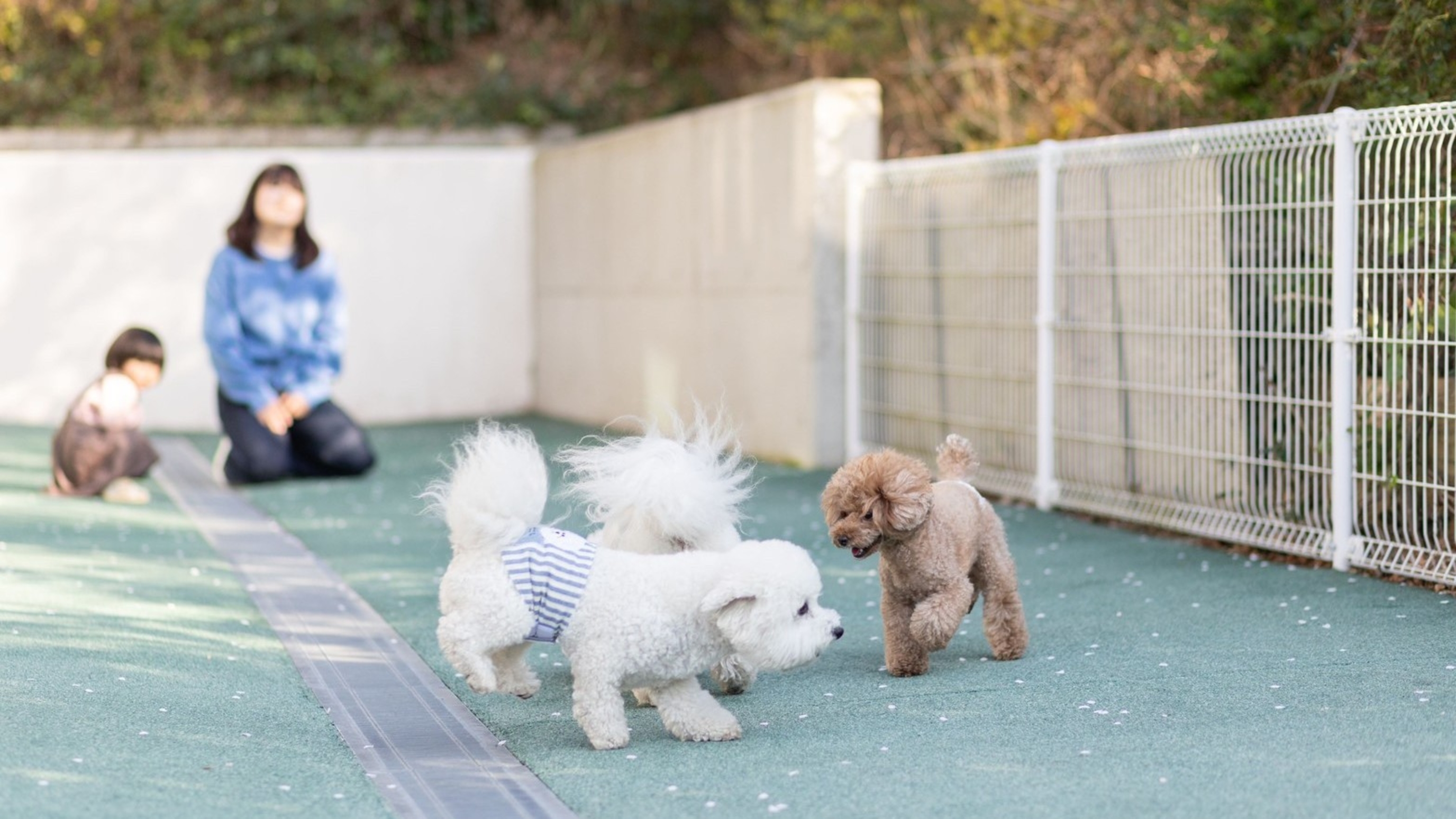 ＡＷＡＪＩ　Ｓｕｎｓｅｔ　Ｃｏｔｔａｇｅ＜淡路島＞ 11枚目のサムネイル