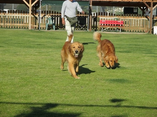 Ｂ＆Ｂ犬遊楽 8枚目のサムネイル