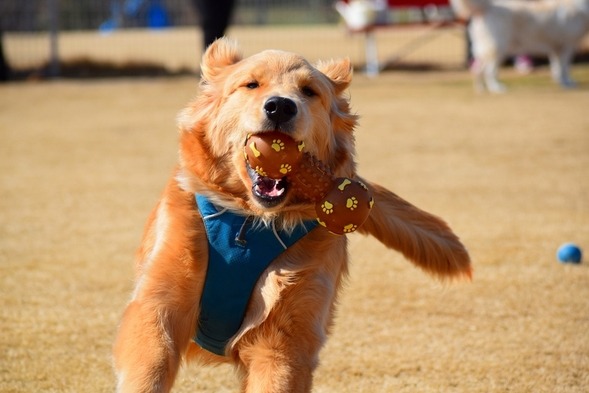 Ｂ＆Ｂ犬遊楽 10枚目のサムネイル