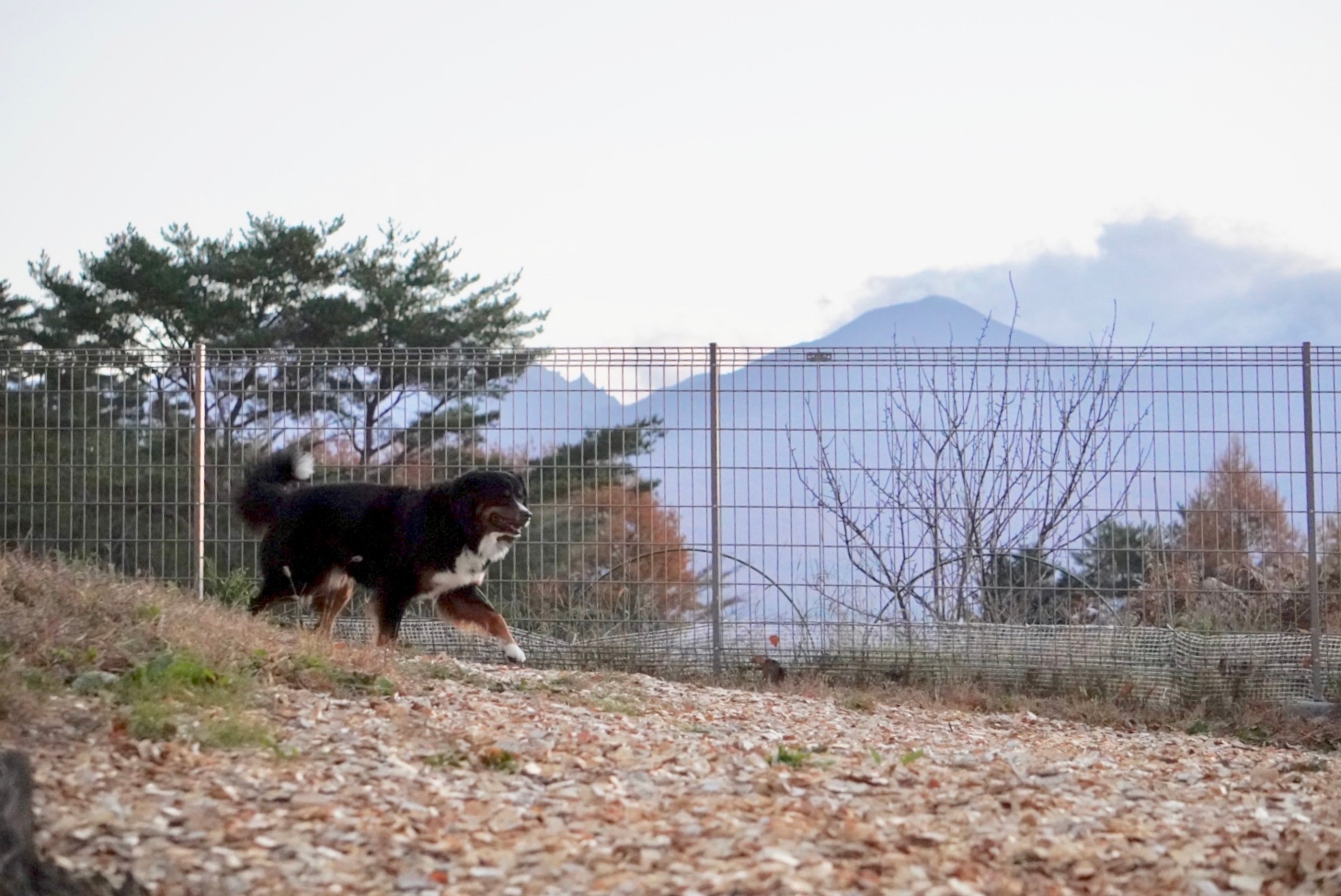 ＰＲＩＶＡＴＥ　ＨＯＴＥＬ　ＷＩＴＨ　ＤＯＧ　紡ぐ　結ぶ 11枚目のサムネイル