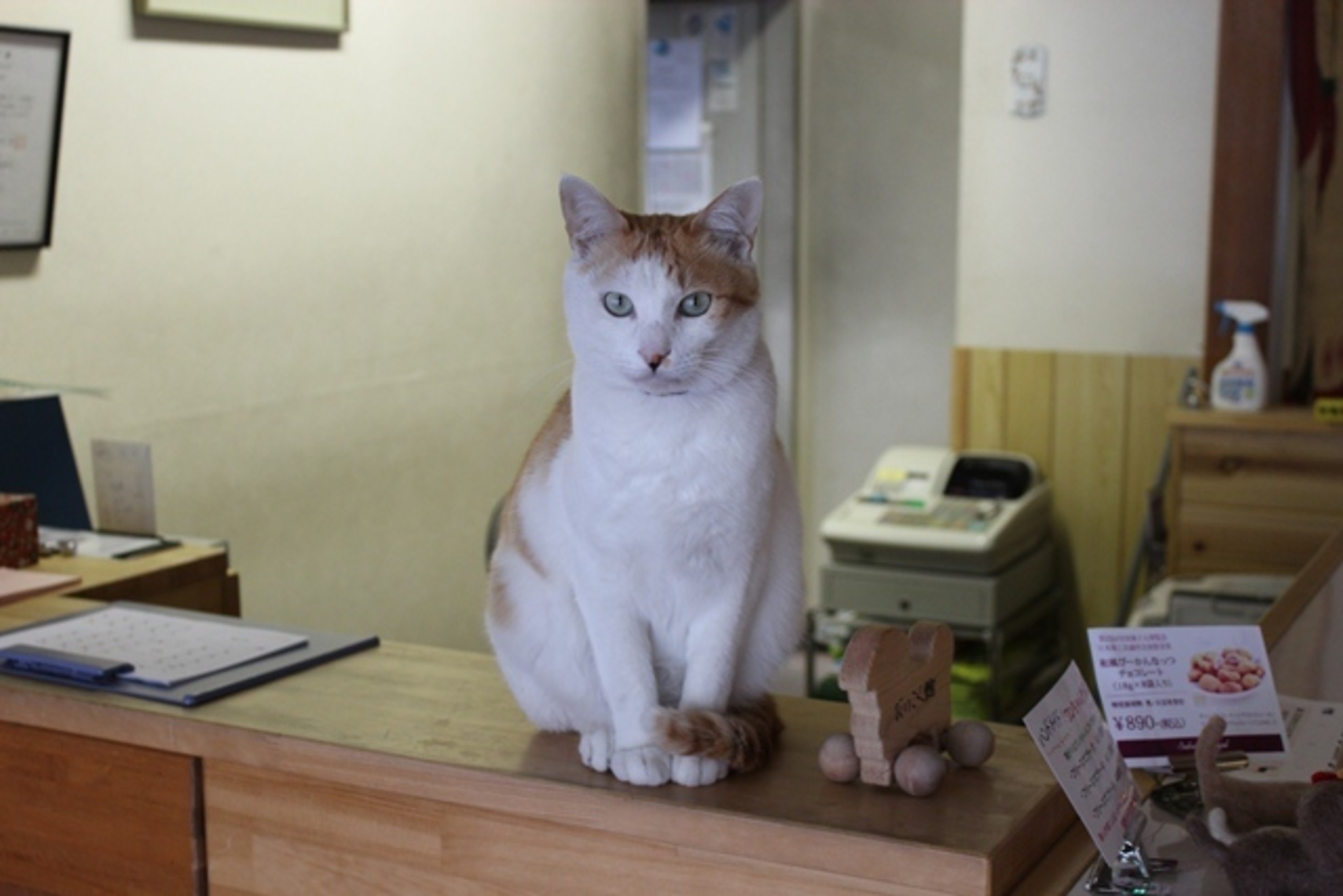 いつも一緒　ペットと泊まれる宿　だいこく館 9枚目のサムネイル