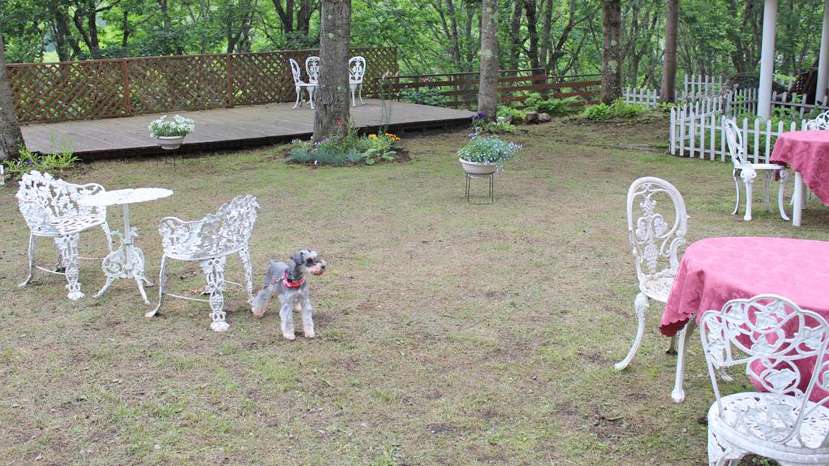 ペットと泊まれる宿　ペンション・チロル＜長野県＞ 18枚目のサムネイル