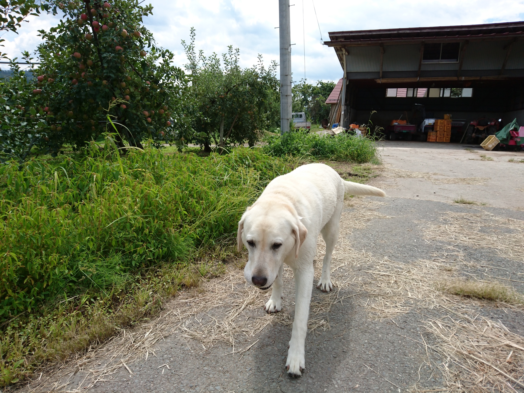 Ｄａｉｃｈａｎ　Ｆａｒｍ　Ｇｕｅｓｔ　Ｈｏｕｓｅ 7枚目のサムネイル